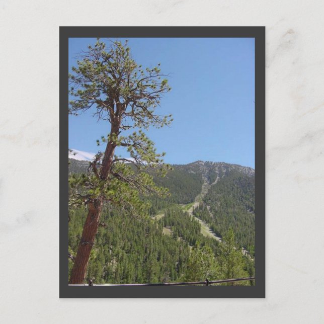 Mt Charleston Postcard (Front)