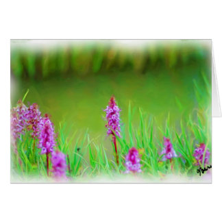 MT EVANS WILDFLOWERS CARD