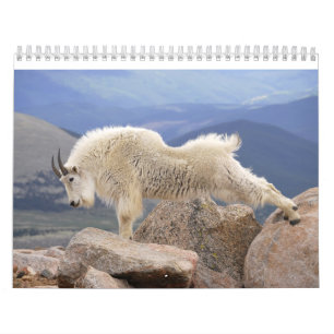 Mt Goats on Mt Evans, Colorado Calendar