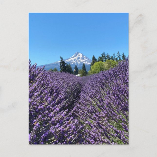 Mt Hood Oregon  Postcard (Front)