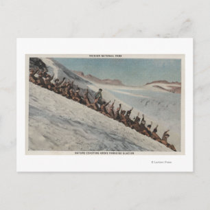 Mt. Rainier, WA - Line of People Sledding in Postcard