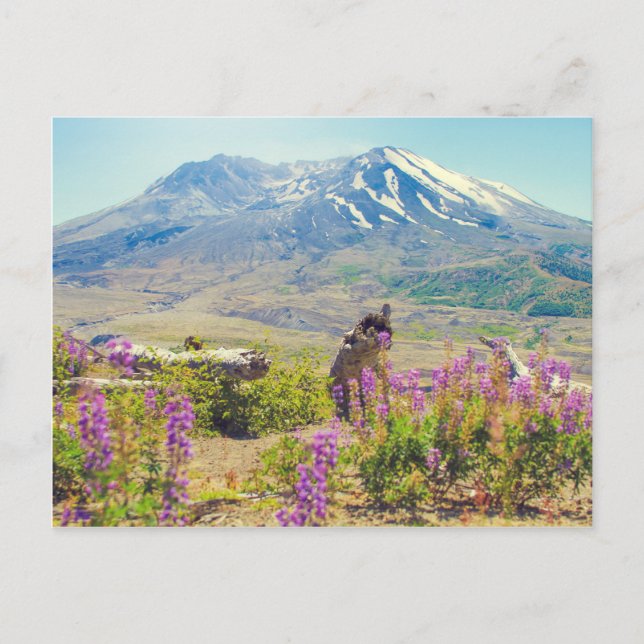 Mt. St. Helens Postcard (Front)