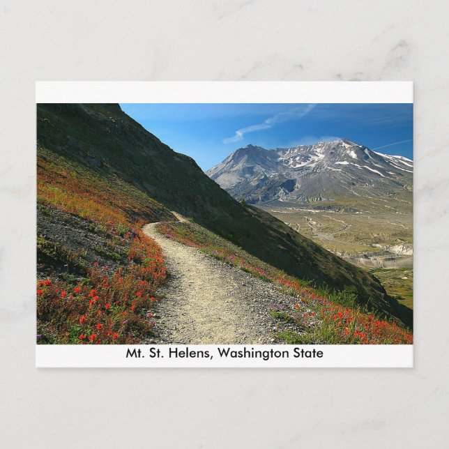 Mt. St. Helens Washington State Postcard (Front)