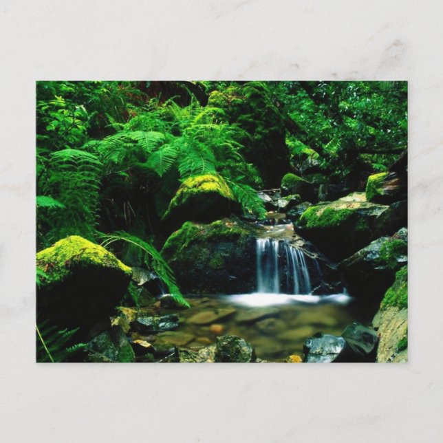 Mt. Tamalpais State Park, CA Postcard (Front)