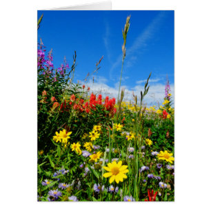 Mt. Wildflowers