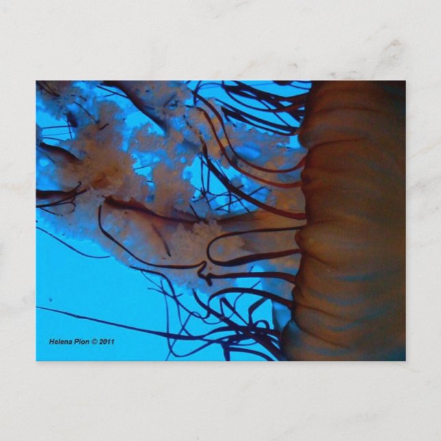 MTV 2 POSTCARD (Front)