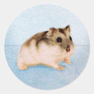 Mu Mu the Hamster Classic Round Sticker