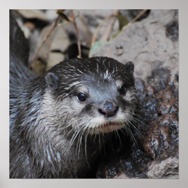 Muddy Otter Poster (Front)