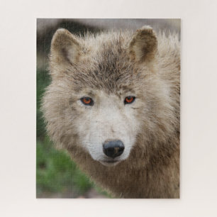 Muddy White Wolf Jigsaw Puzzle