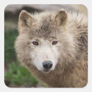 Muddy White Wolf Square Sticker