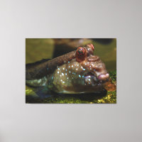 Mudskipper Amphibious Fish Oxudercinae