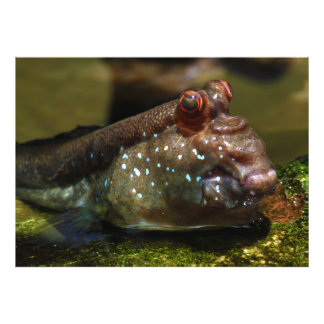 Mudskipper Amphibious Fish Oxudercinae Photo Print