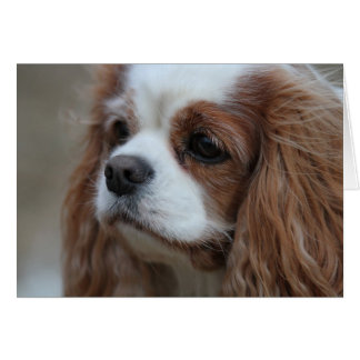 Muffin a Blenheim Cavalier King Chalres Spaniel.