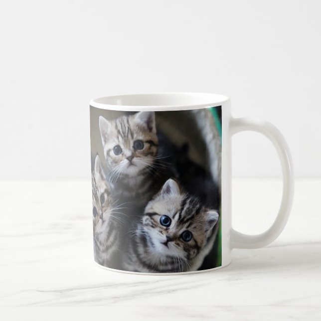MUG ３匹のアメリカンショートヘアの子猫たち　マグカップ (Droite)