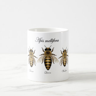 Mug Abeille européenne de miel (mellifera d'api)