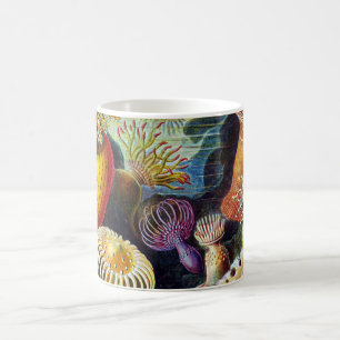 Mug Actiniae par Ernst Haeckel