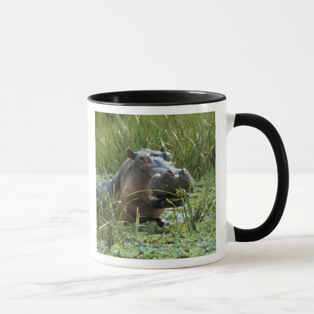 Mug Afrique, Kenya, Masai Mara NR. Une mère hippo (Droite)