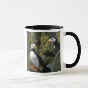 Mug Alaska, île Saint-Paul, les Pribilof, macareux cor