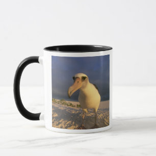 Mug Albatros de Laysan, Diomedea immutabilis),