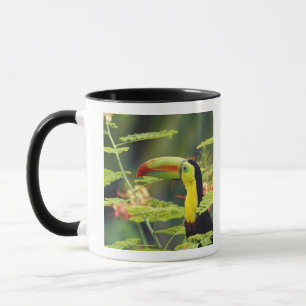 Mug Amérique centrale, Honduras. Toucan à prix Keel