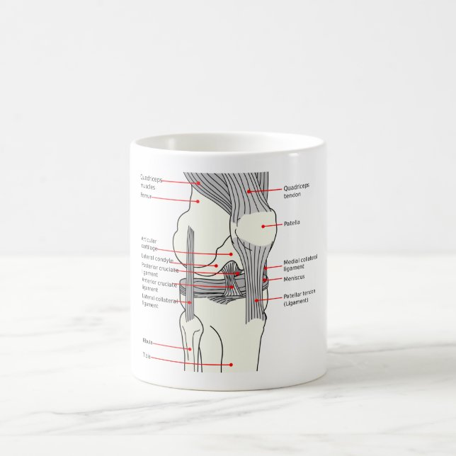 MUG Anatomical Diagram human right knee joint (Center)