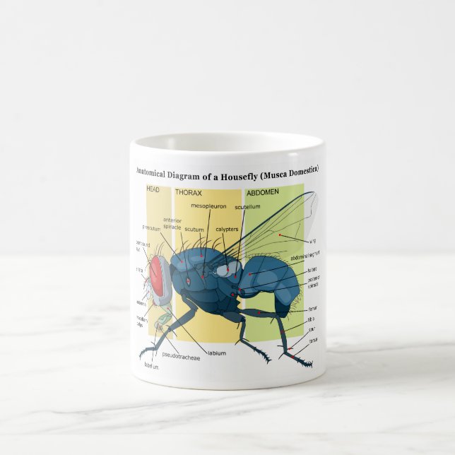 Mug Anatomie d'une mouche domestique de diagramme de (Centre)