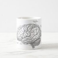 Anatomie vintage de cerveau