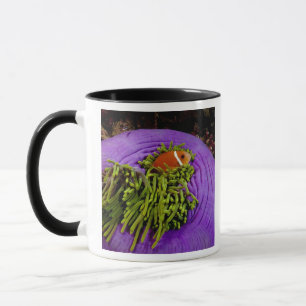 Mug Anemonefish et grande anémone