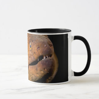 Mug Anguille de Moray