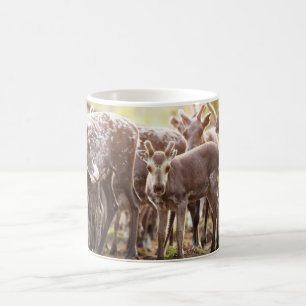 Mug Animaux de bébés cutest Svalbard Reindeer