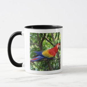 Mug Ara d'écarlate sur le membre d'arbre