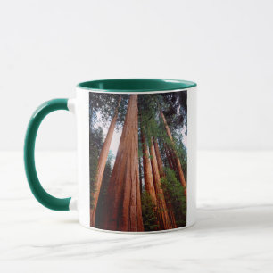 Mug Arbres séquoias géants à feuilles persistantes
