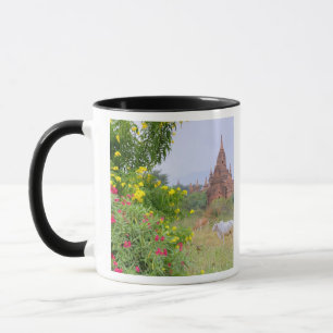Mug Asie, Myanmar (Birmanie), Bagan (Pagan). Vaches