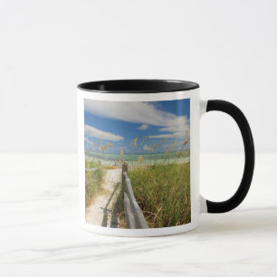 Mug Avoine de mer Uniola paniculata) poussant près de