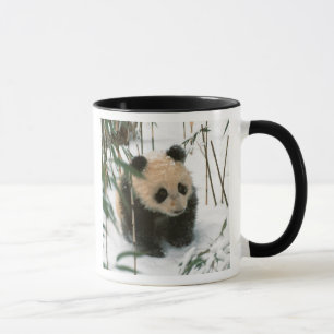 Mug Bébé panda sur la neige, Wolong, Sichuan, Chine