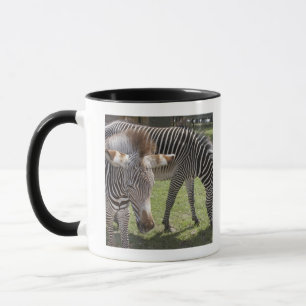 Mug Bedfordshire, Angleterre
