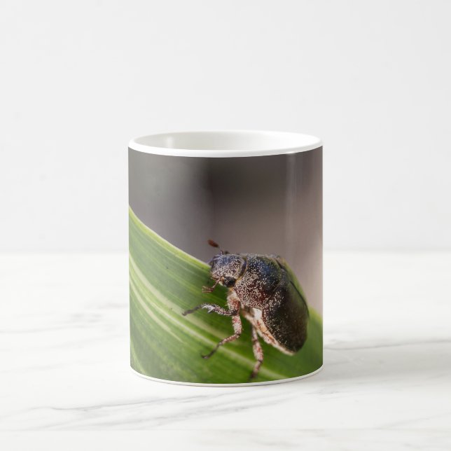 Mug Beetle 01 (Centre)