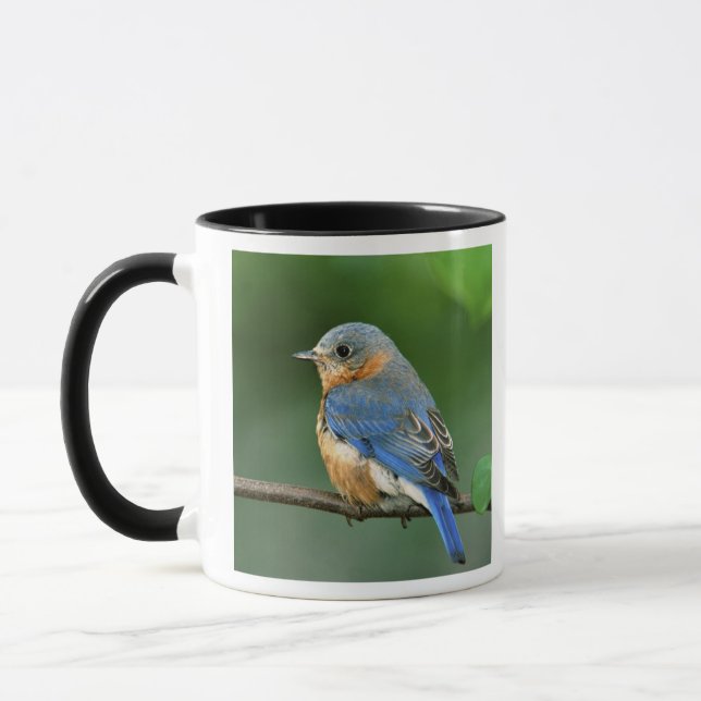 Mug Bleuet de l'Est femelle, Sialia sialis (Gauche)