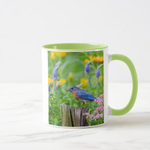 Mug Bluebird peins on fence post in flower garden