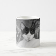 Bonjour, Meow...