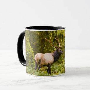 Mug Bull Roosevelt Elk Debout Dans Le Pré