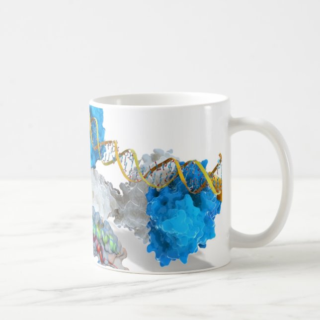 Mug C-MYC et entaille liant l'ADN (Droite)