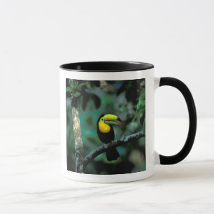 Mug CA, Panama, Soberania NP, Keel-Billed Tuccan