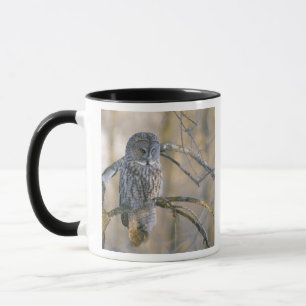 Mug Canada, Québec. Grande chouette grise perchée sur