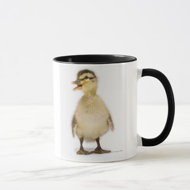 Mug Caneton de Mallard (platyrhynchos d'ana) (Droite)