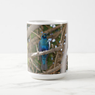 Mug Cape Glossy Starling, Botswana, Afrique