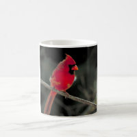 Cardinal rouge perché sur une branche d'arbre