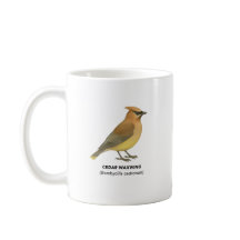 Cèdre - Oiseaux de Californie