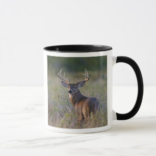 Mug cerf de Virginie Odocoileus virginianus