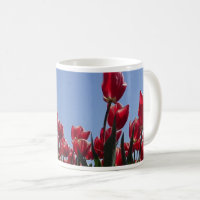 Champ de Tulipes rouges et blanches Panoramique ca
